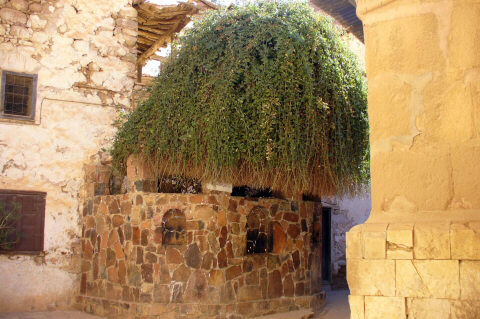 Burning Bush, St. Catherine's Monastery, Sinai Peninsula