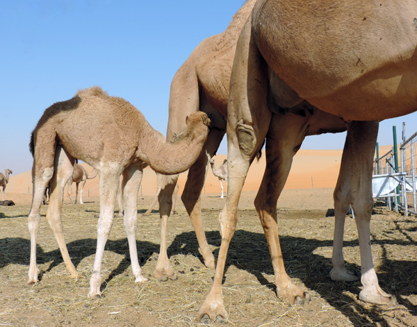 Got Milk? photo by Sallie Volotzky