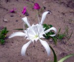 Hymenocallis