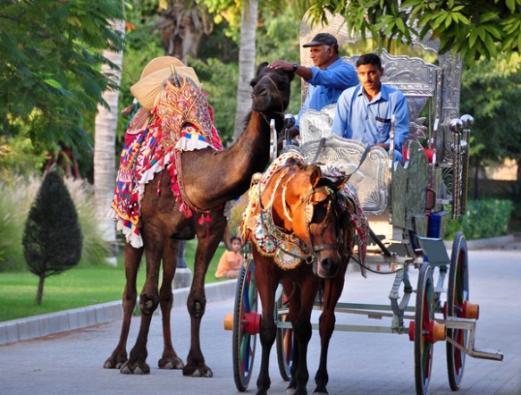 leaning in for a pat, Muscat, Oman, photo by Sue Alstedt