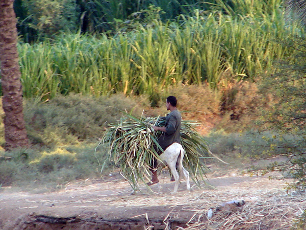 banks of the Nile, photo by Jason Hedrick