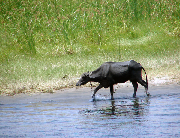 banks of the Nile, photo by Jason Hedrick