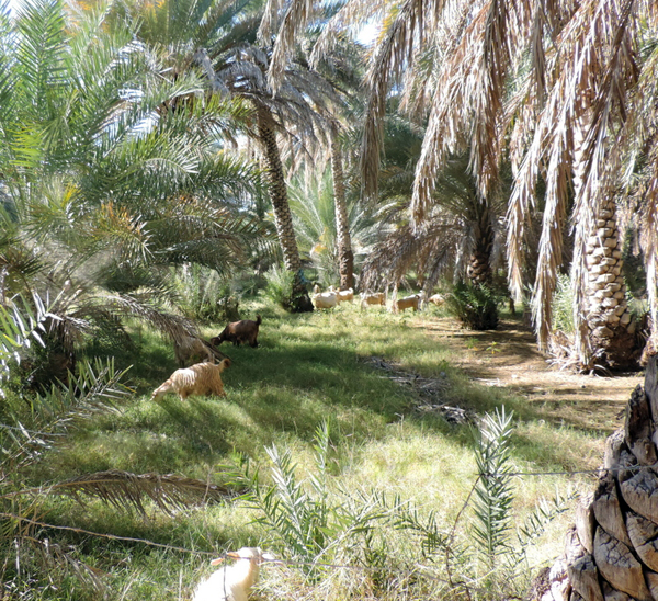 road to Al Hamra, Oman, photo by Sallie Volotzky