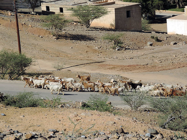 road to Al Hamra, Oman, photo by Sallie Volotzky