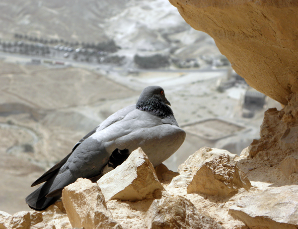 bird's-eye view, Masada, Israel, photo by Sallie Volotzky