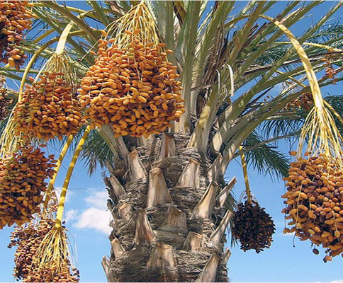 Date-Palm